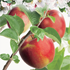 Appelbomen
