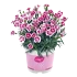 Tuinplanten