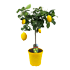 Citroenbomen