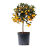 Sinaasappelbomen