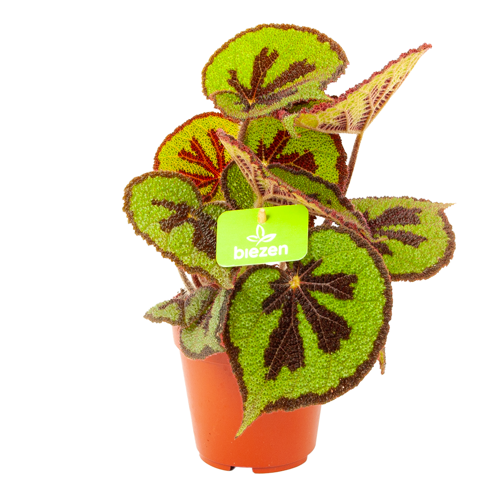 Begonia masoniana new arrivals