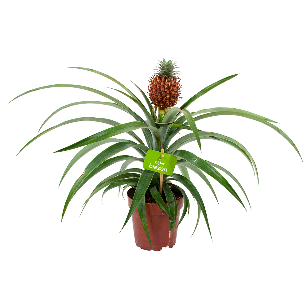 Il applaus Ijver Bromelia Ananas Comosus - Ananasplant - p12 h35 - Kamerplant met bloem  Biezen