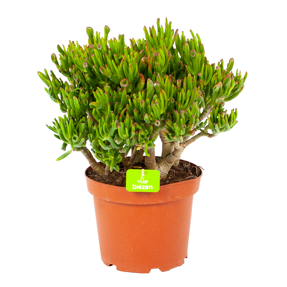 Crassula Ovata Gollum - p23 h50 - Vetplant - Kamerplant Biezen