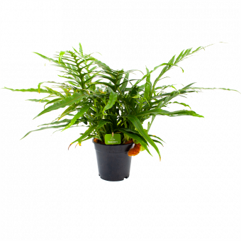 Aglaomorpha Jim  - p17 h45 - Groene kamerplanten - biezen voor