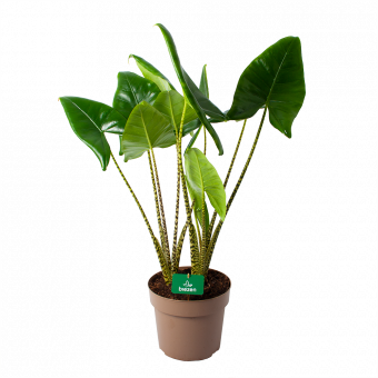 Alocasia Zebrina - Olifantsoor - p24 h90 - Groene kamerplanten - biezen voor