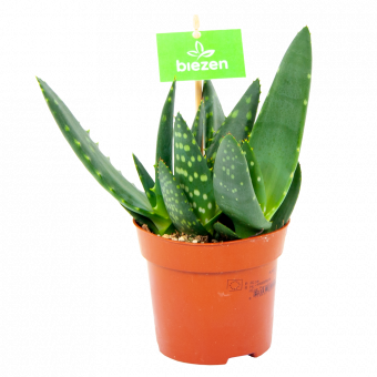 aloe paradiscum-cactussen-vetplanten-potmaat 11cm-hoogte 20cm-biezen-label