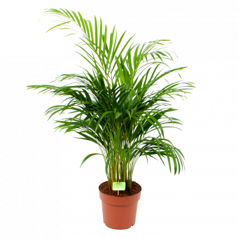 Areca - Goudpalm - p21 h100 - Groene kamerplanten - biezen voor