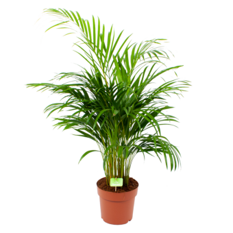 Areca - Goudpalm - p21 h100 - Groene kamerplanten - biezen voor