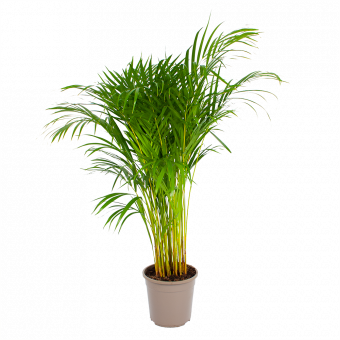 Areca - Goudpalm - p24 h120 - Groene kamerplanten - biezen voor