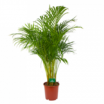 Areca - Goudpalm - p24 h140 - Kamerplant - Groene kamerplanten - biezen voor
