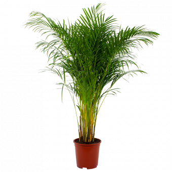 Areca - Goudpalm - p27 h180 - Groene kamerplanten - biezen voor