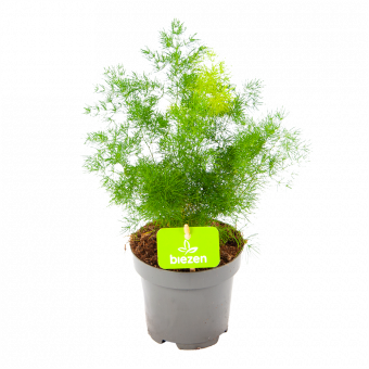 Asparagus Myriocladus - Aspergeplant - p12 h30 - Groene kamerplanten - biezen voor