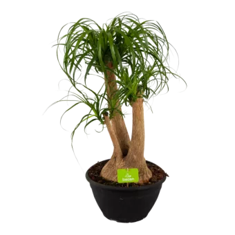 Beaucarnea Recurvata - Vertakt - Olifantenpoot - p30 h90 - Kamerplant - Groene kamerplanten - biezen voor