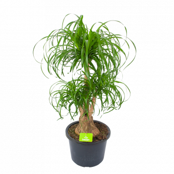 Beaucarnea Recurvata - Vertakt - Olifantenpoot - p32 h90 - Groene kamerplanten - biezen voor