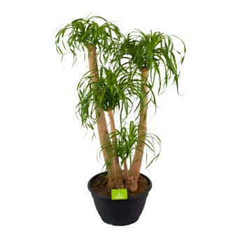 Beaucarnea Recurvata - Vertakt - Olifantenpoot - p35 h100 - Kamerplant - Groene kamerplanten - biezen voor