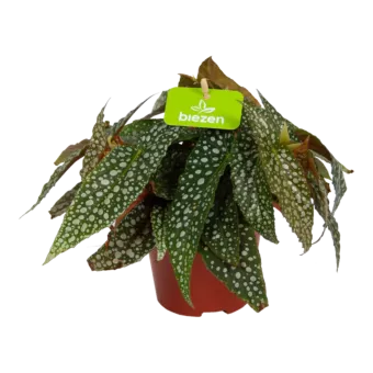 Begonia Cane Double Dot - Stippenbegonia - p12 h15 - Kamerplant - Groene kamerplanten - biezen voor