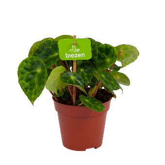 Begonia Kingiana - p12 h20 - Groene kamerplanten - biezen voor