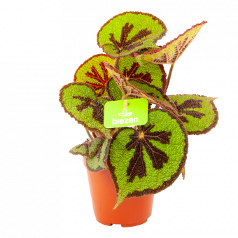 Begonia Masoniana Rock - p12 h30 - Groene kamerplanten - biezen voor