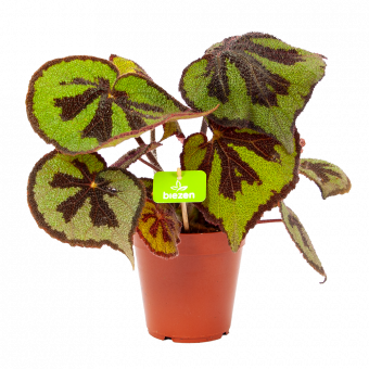 Begonia Masoniana Rock - p15 h30 - Groene kamerplanten - biezen voor