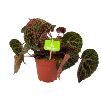 Begonia Rex Ferox - p12 h25 - Kamerplant - Groene kamerplanten - biezen voor