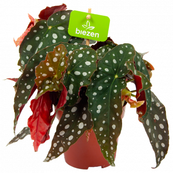bladbegonia maculata-stippenbegonia-groene kamerplanten-potmaat 12cm-hoogte 20cm-biezen-label