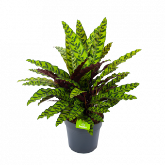 Calathea Insigne - Livingplant - p27 h80 - Groene kamerplanten - biezen voor