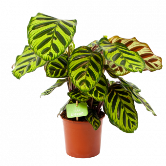 Calathea Makoyana - Pauwenplant - p14 h45 - Groene kamerplanten - biezen voor