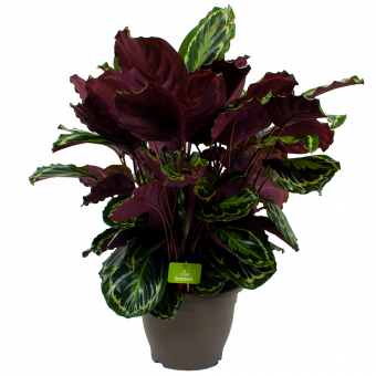 calathea medaillon schaduwplant - groene kamerplanten - potmaat 32cm - hoogte 80cm - biezen - links