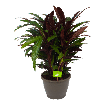 Calathea Rufibarba Wavestar - Pauwenplant - p32 h80 - Groene kamerplanten - biezen voor