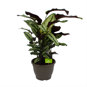 Calathea Whitestar - Schaduwplant - p32 h80 - Groene kamerplanten - biezen voor