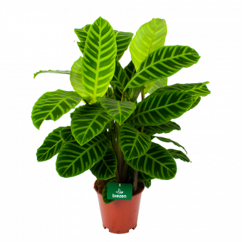 Calathea Zebrina - Livingplant - p19 h65 - Groene kamerplanten - biezen label