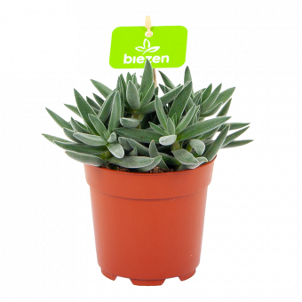 crassula tenelli-cactussen-vetplanten-potmaat 11cm-hoogte 15cm-biezen-label