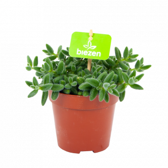 delosperma echinatum-augurkenplantje-groene kamerplanten-potmaat 12cm-hoogte 15cm-biezen-label
