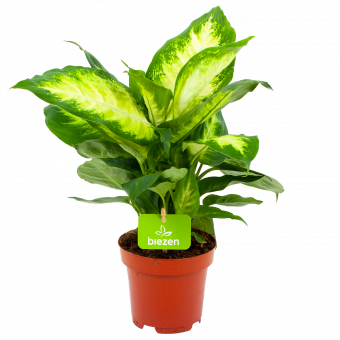 dieffenbachia camilla-groene kamerplanten-potmaat 12cm-hoogte 40cm-biezen-label