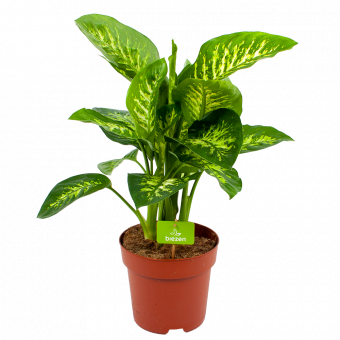Dieffenbachia Seguine 'Reeva' - p24 h90 - Groene kamerplanten - biezen voor