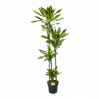 Dracaena Cintho - Op stam - Drakenbloedboom - p27 h190 - Groene kamerplanten  - biezen voor
