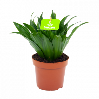 dracaena compacta-drakenbloedboom-groene kamerplanten-potmaat 12cm-hoogte 30cm-biezen-label
