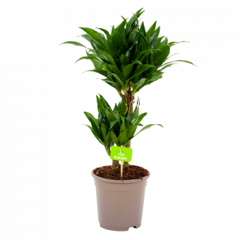 dracaena compacta-op stam-drakenbloedboom-groene kamerplanten-potmaat 17cm-hoogte 55cm-biezen-label