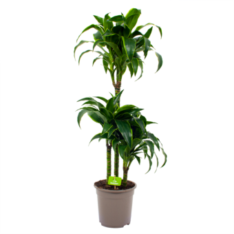 dracaena dorado-op stam-drakenbloedboom-groene kamerplanten-potmaat 21cm-hoogte 100cm-biezen-label