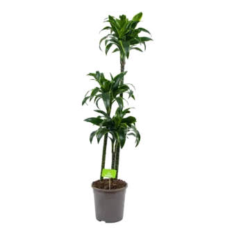Dracaena Dorado - Op stam - Drakenbloedboom - p24 h140 - Kamerplant - Groene kamerplanten - biezen voor