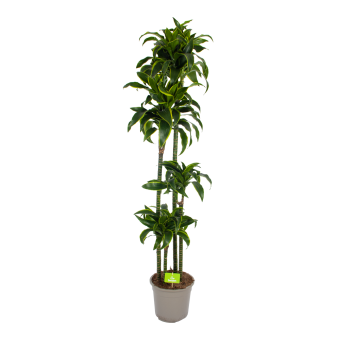 Dracaena Dorado - Op stam - Drakenbloedboom - p27 h180 - Kamerplant - Groene kamerplanten - biezen voor