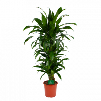 Dracaena Janet Craig - Vertrakt - Drakenbloedboom - p24 h110 - Kamerplant - Groene kamerplanten - biezen voor