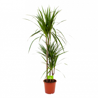 dracaena marginata groen-op stam-drakenbloedboom-groene kamerplanten-potmaat 21cm-hoogte 125cm-biezen-label