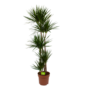 Dracaena Marginata Groen - Op stam - Drakenbloedboom - p30 h190 - Kamerplant - Groene kamerplanten - biezen voor