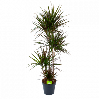 Dracaena Marginata Magenta - Op stam - Drakenbloedboom - p27 h150 - Groene kamerplanten - biezen voor