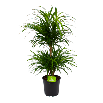 Dracaena Reflexa Anita - Op Stammen - Drakenbloedboom - p21 h90 - Kamerplant - Groene kamerplanten - biezen voor