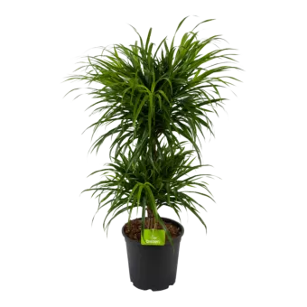 Dracaena Reflexa Anita - Op Stammen - Drakenbloedboom - p24 h100 - Kamerplant - Groene kamerplanten - biezen voor