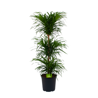 Dracaena Reflexa Anita - Op Stammen - Drakenbloedboom - p27 h125 - Kamerplant - Groene kamerplanten - biezen voor