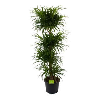 Dracaena Reflexa Anita - Op Stammen - Drakenbloedboom - p30 h135 - Kamerplant - Groene kamerplanten - biezen voor