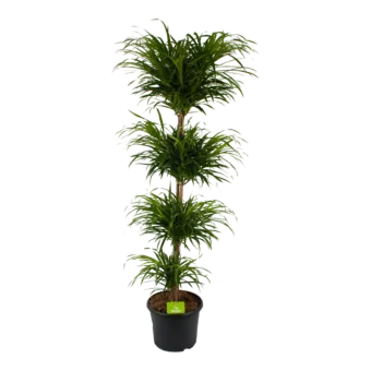 Dracaena Reflexa Anita - Op Stammen - Drakenbloedboom - p30 h150 - Kamerplant - Groene kamerplanten - biezen voor